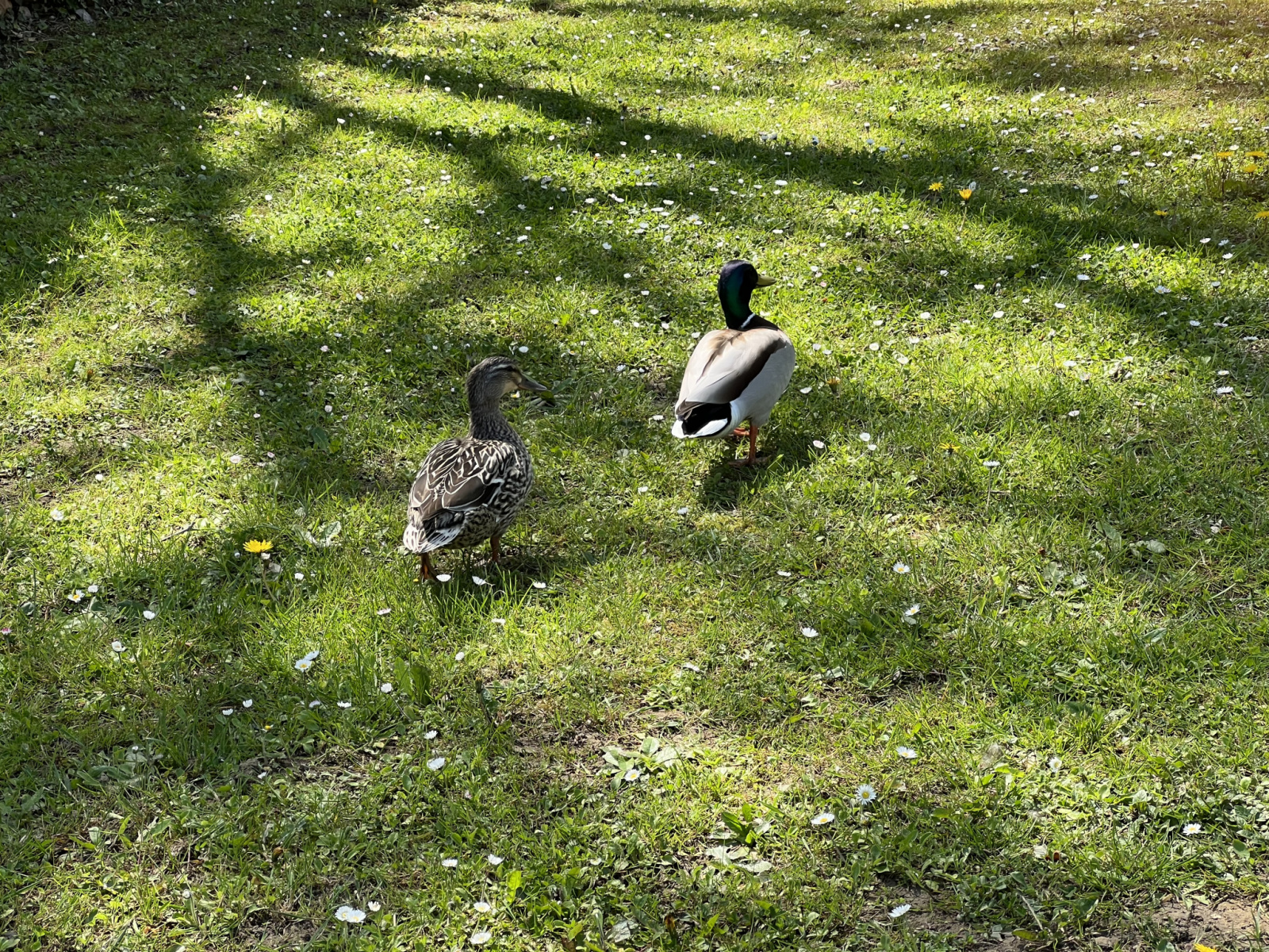 Image_13, Maison, Ambérieux-en-Dombes, ref :MG1776