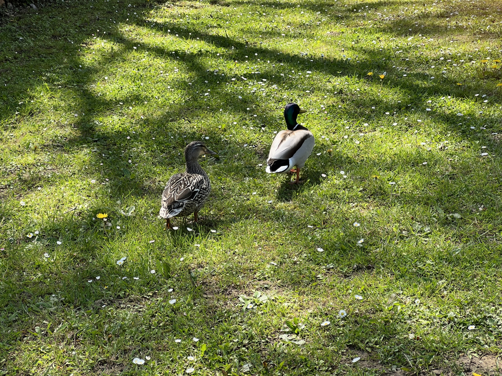 Image_9, Maison, Ambérieux-en-Dombes, ref :MG1746